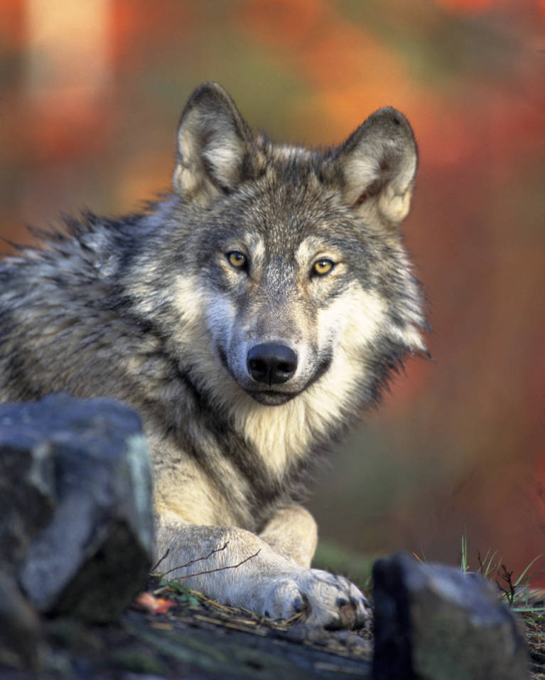 Gray wolf, photo by US Fish and Wildlife Service