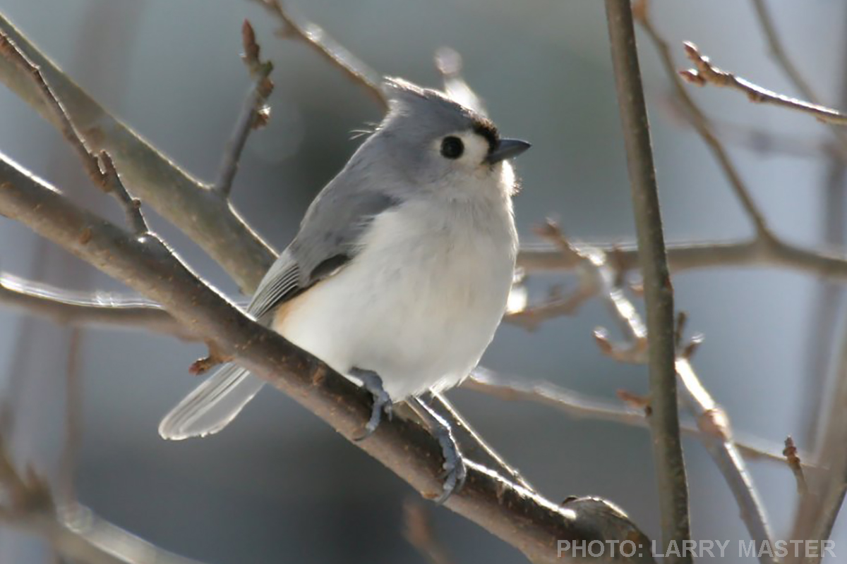Tufted Titmouse - Larry Master