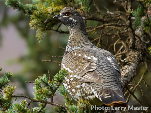 watch out for spruce grouse