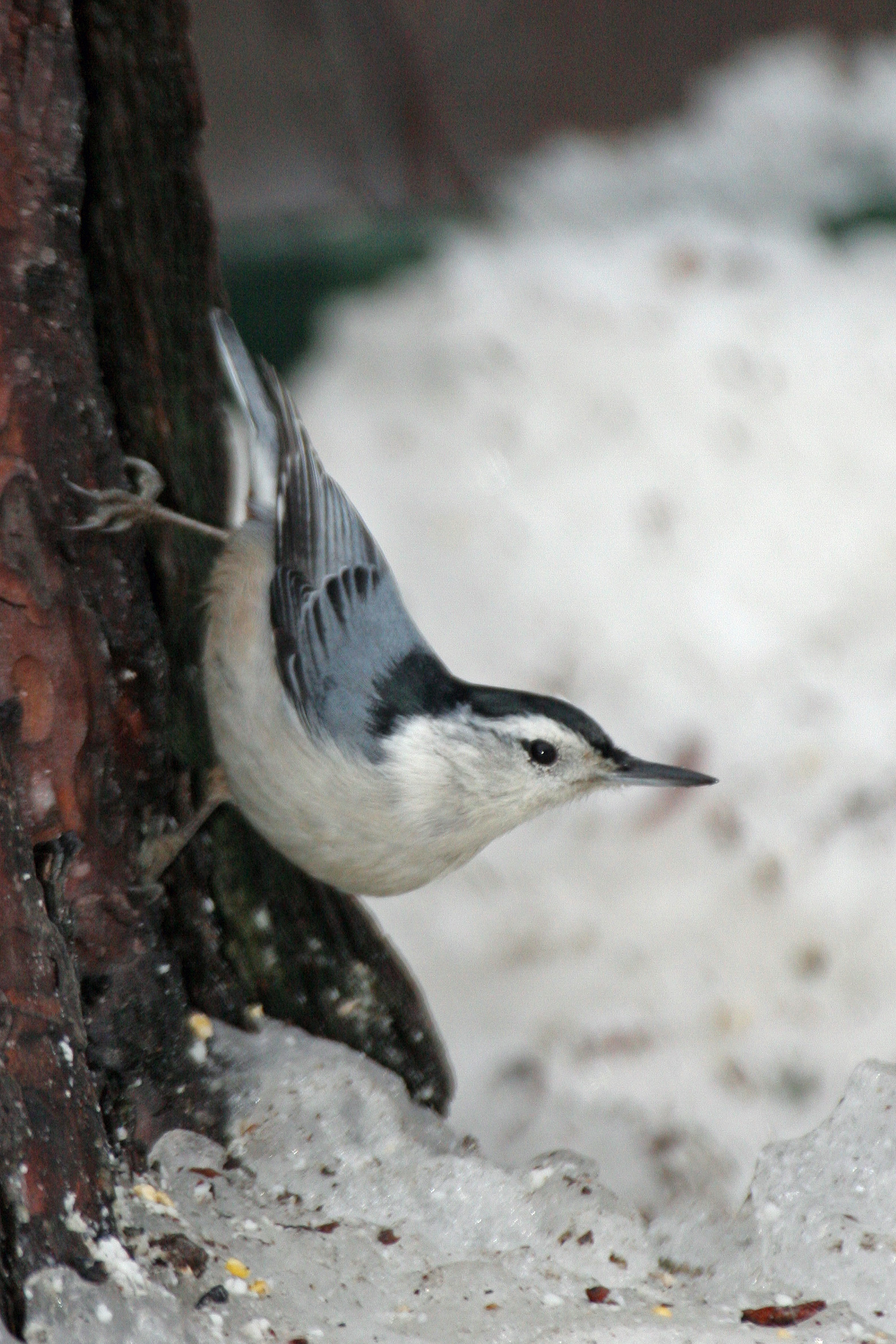 white-breasted nuthatch, photo by Larry Master