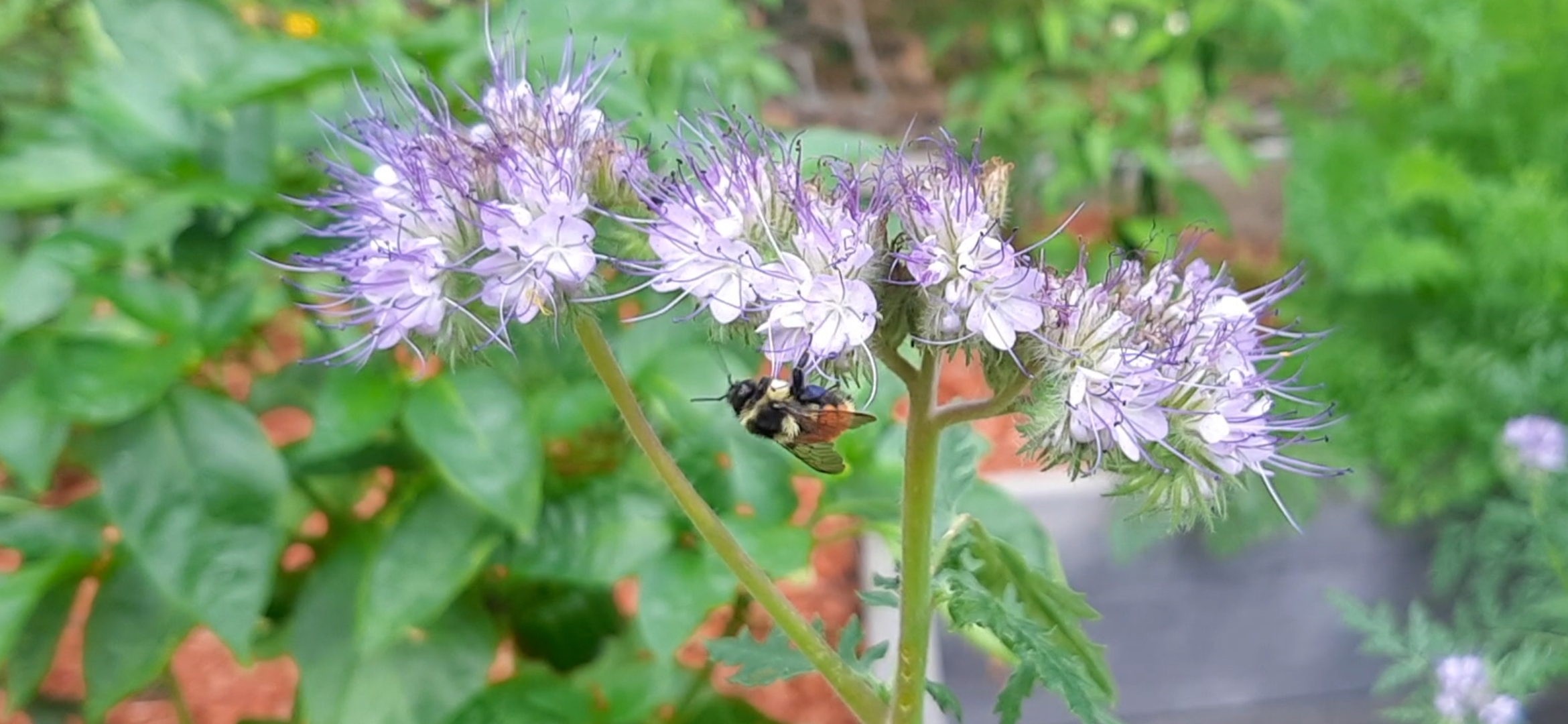 A large bee on some flowers