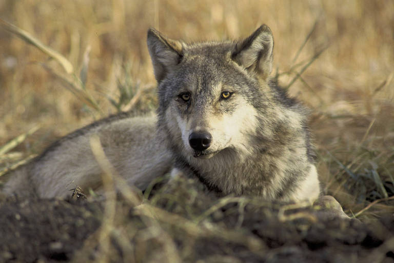gray wolf, courtesy of the US Fish and wildlife service