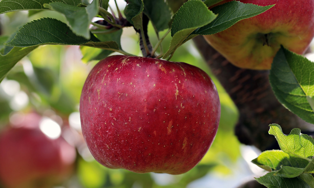 Apples in the Adirondacks | An Upstate Tradition