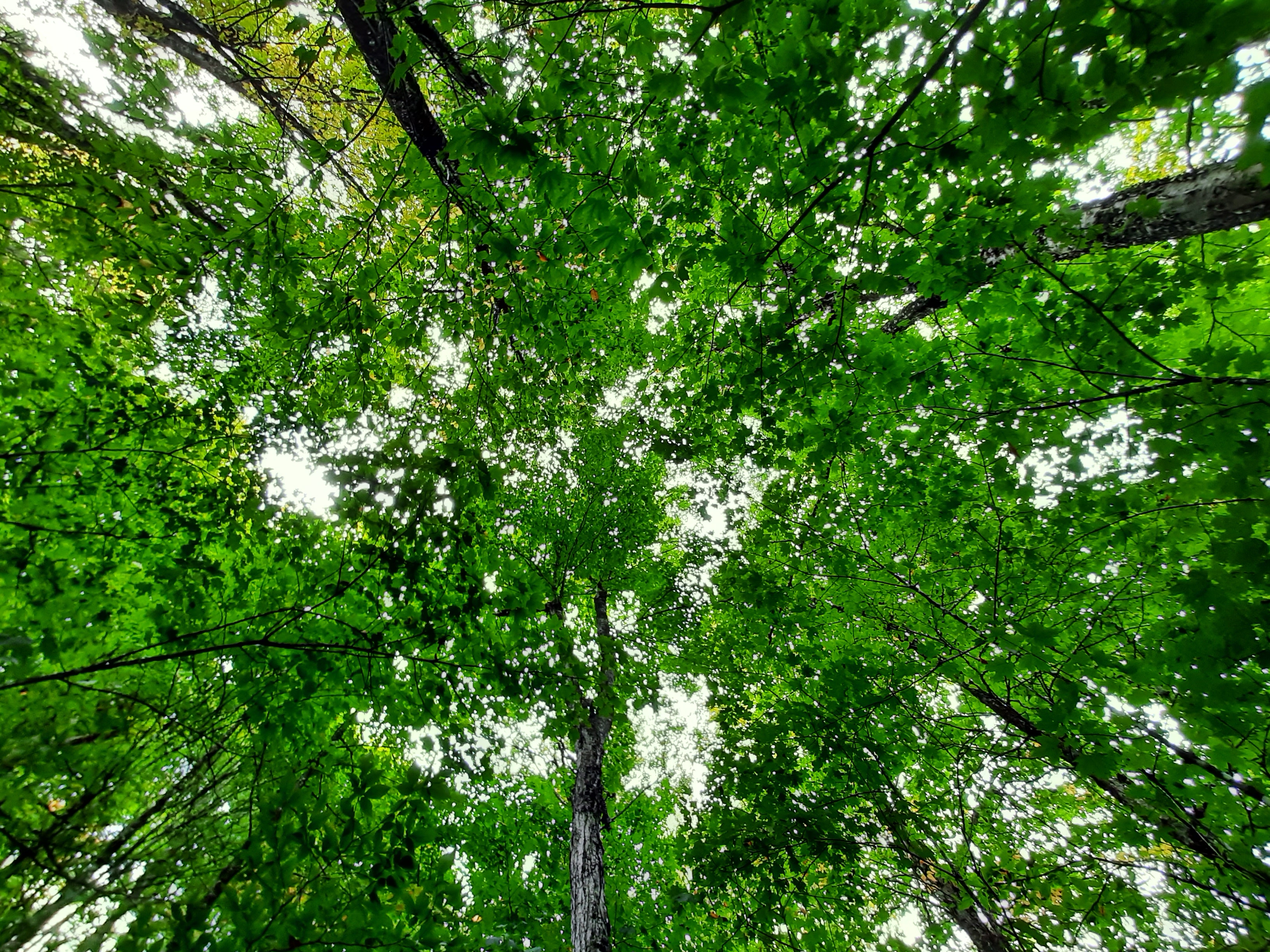 Looking up from the ground into a canopy of mature hardwood trees