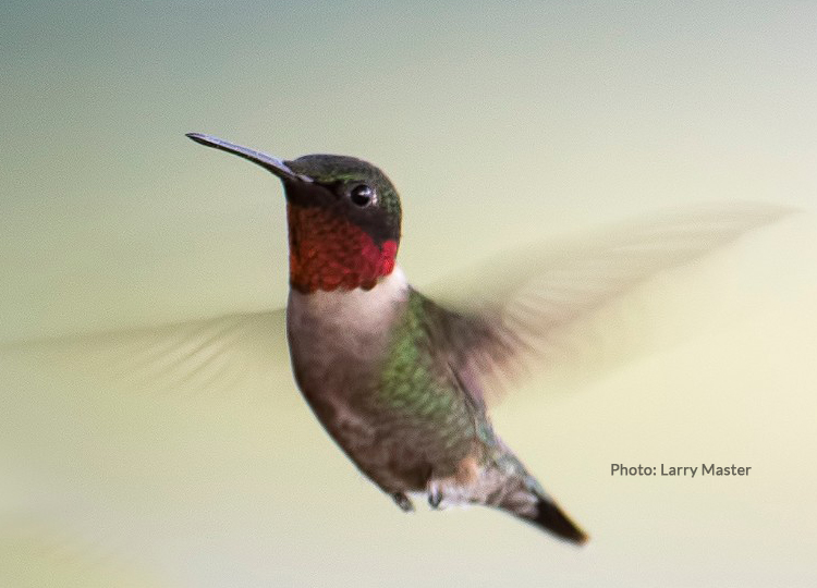 10 Facts About Hummingbirds – And other interesting tidbits