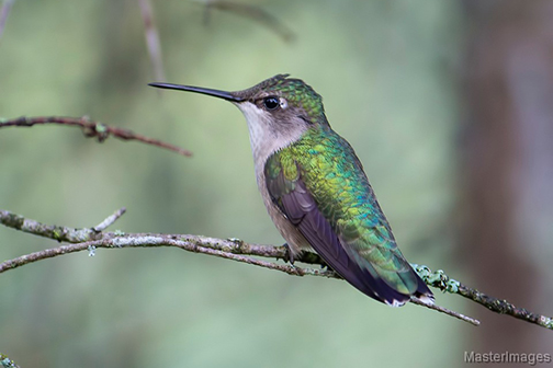 Uploaded Image: /vs-uploads/hummingbirds/Hummingbird_male.jpg