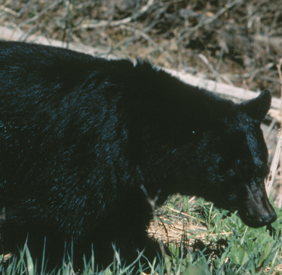 DEC Proposes Expanding Black Bear Hunting