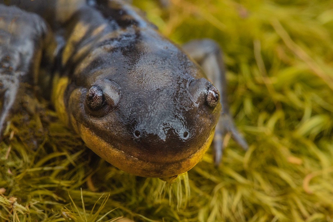 salamander, photo by Robert Llewellyn