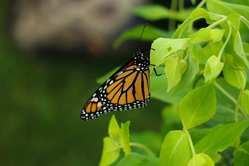 Uploaded Image: /vs-uploads/pollinator-blog/monarch.jpg