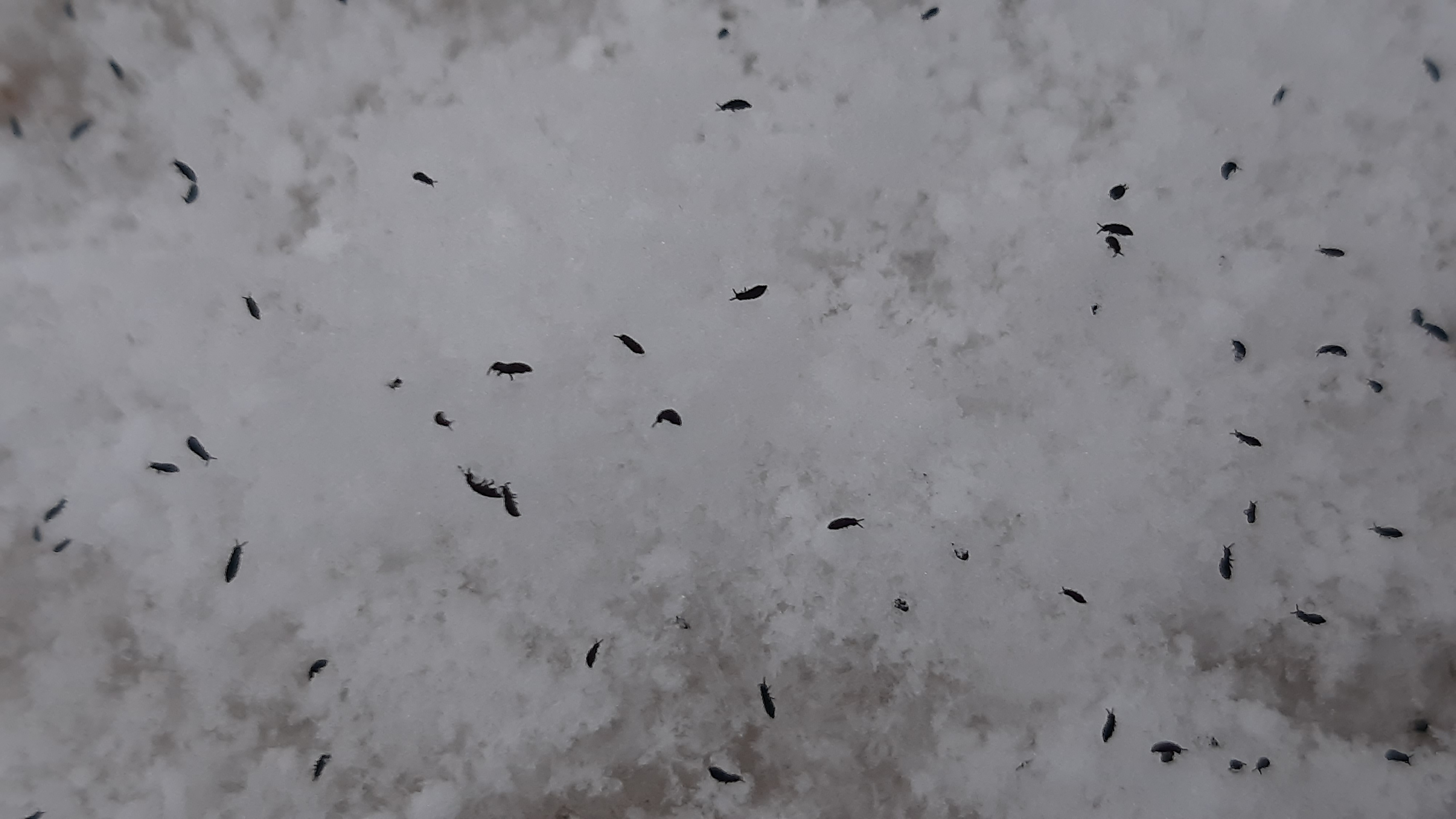 Snow fleas on the snow