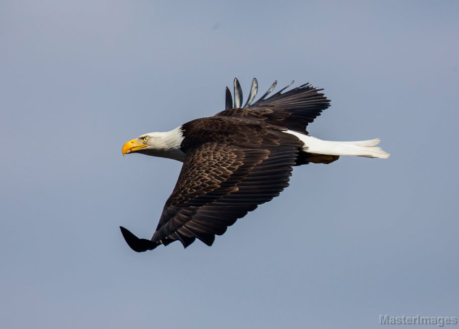Bald Eagles - Teaching the Past and Showing the Future