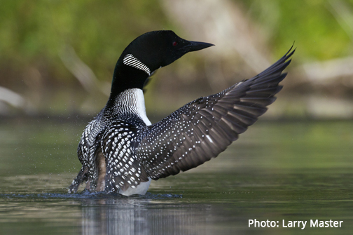 A Year of Adirondack Advocacy | Cleaner Water & Air & Expanded Wilderness