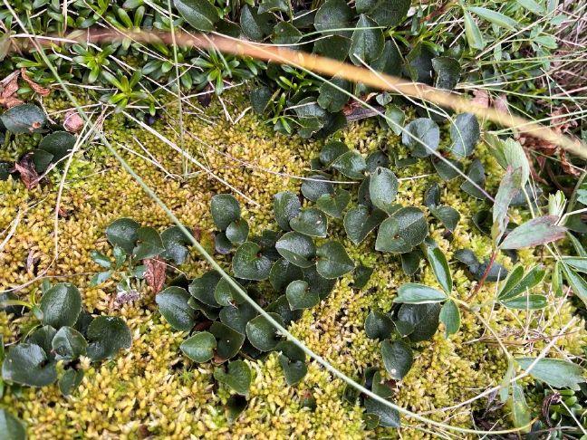 Dwarf willow on Algonquin peak