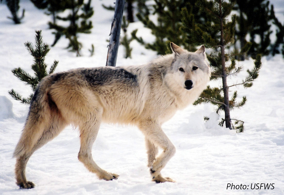 a gray wolf