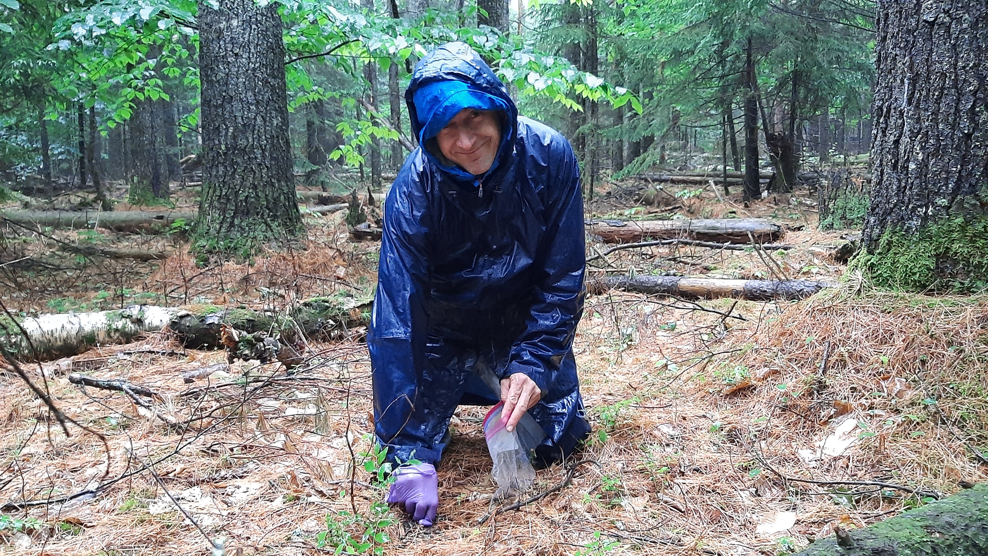 John Davis collects deer scat for a study