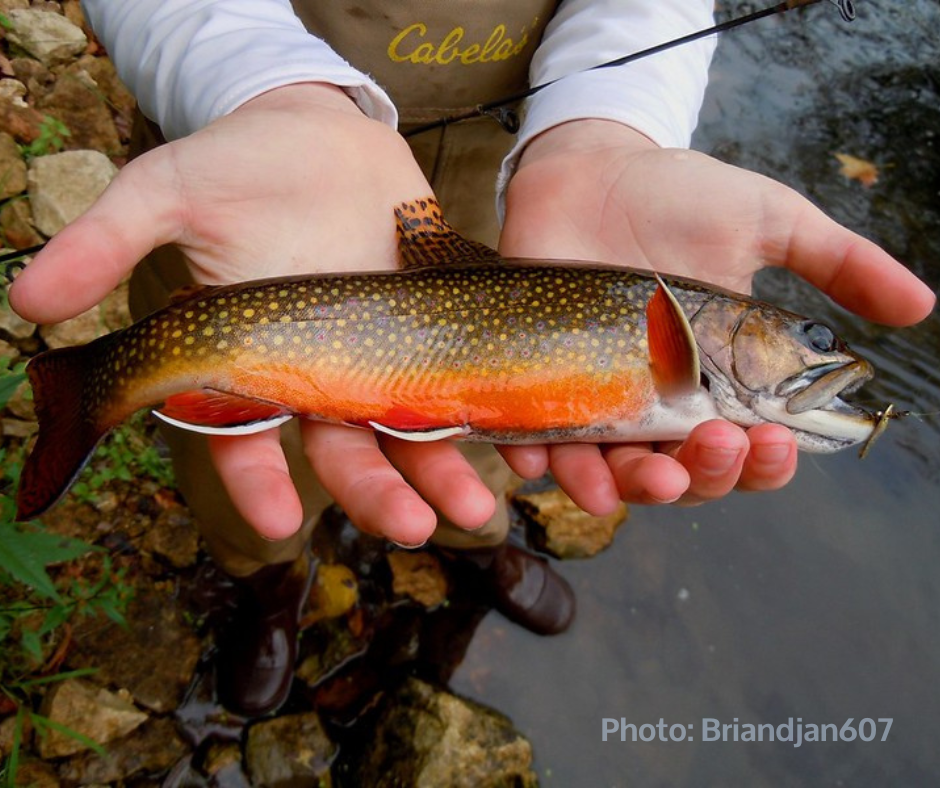 a brook trout