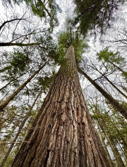 the largest white pine, taken by Bill McKibben