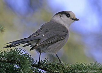 Canada Jay - Larry Master