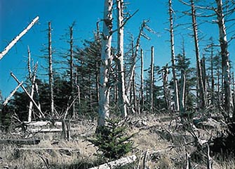 dead spruce