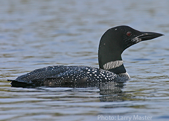 loon Larry Master