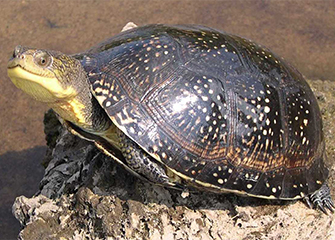 Blanding Turtle