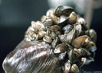 Zebra Mussels