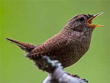 Uploaded Image: /vs-uploads/BioBlitz Blog/WinterWren__small.jpg