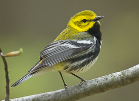 Uploaded Image: /vs-uploads/BioBlitz Blog/Black-throatedGreenWarbler.jpg