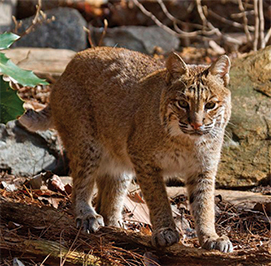 Uploaded Image: /uploads/Critter Blog/Bobcat2_LM.jpg