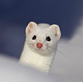 Uploaded Image: /uploads/Critter Blog/ermine_LM.jpg