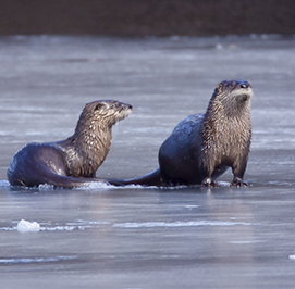 Uploaded Image: /uploads/Critter Blog/River Otters_small_LM.jpg