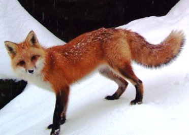 Uploaded Image: /uploads/Critter Blog/Red Fox_3_DEC.jpg