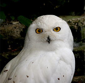 Uploaded Image: /uploads/Critter Blog/SnowyOwl2_small_LM.jpg