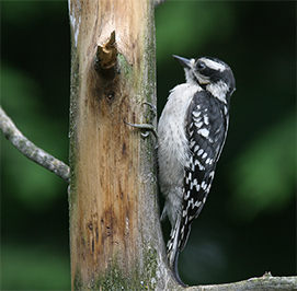 Uploaded Image: /uploads/Critter Blog/DownyWoodpecker_small.jpg