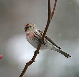 Uploaded Image: /uploads/Critter Blog/CommonRedpoll_small.jpg