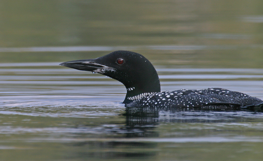 Uploaded Image: /vs-uploads/Loon Images/Loon_small_Larry2.jpg