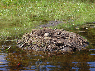 Uploaded Image: /vs-uploads/Loon Images/LoonEggAbandoned_Sand Lake_small.jpg Uploaded Image: /vs-uploads/Loon Images/LoonEggAbandoned_Sand Lake_small.jpg