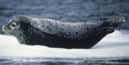 Uploaded Image: /vs-uploads/Top Ten Blog/Harbor_Seal.jpg