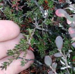 Uploaded Image: /vs-uploads/Top Ten Blog/purple crowberry.jpg