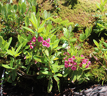 How to Help Protect Adirondack Alpine Plant Habitats
