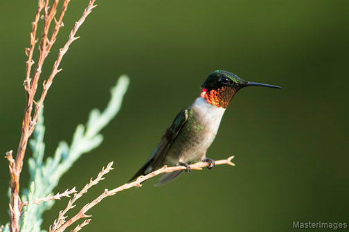A male ruby throated hummingbird