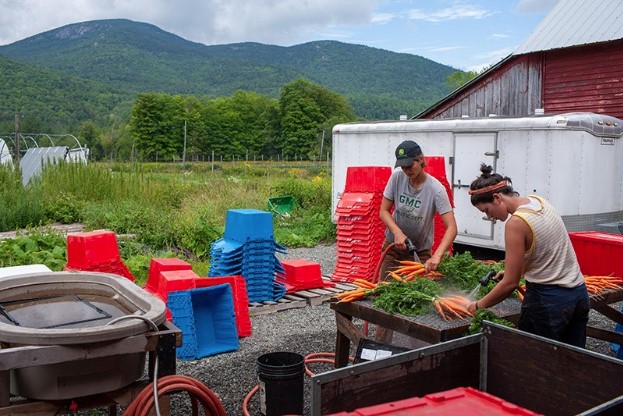 Farmers clean produce