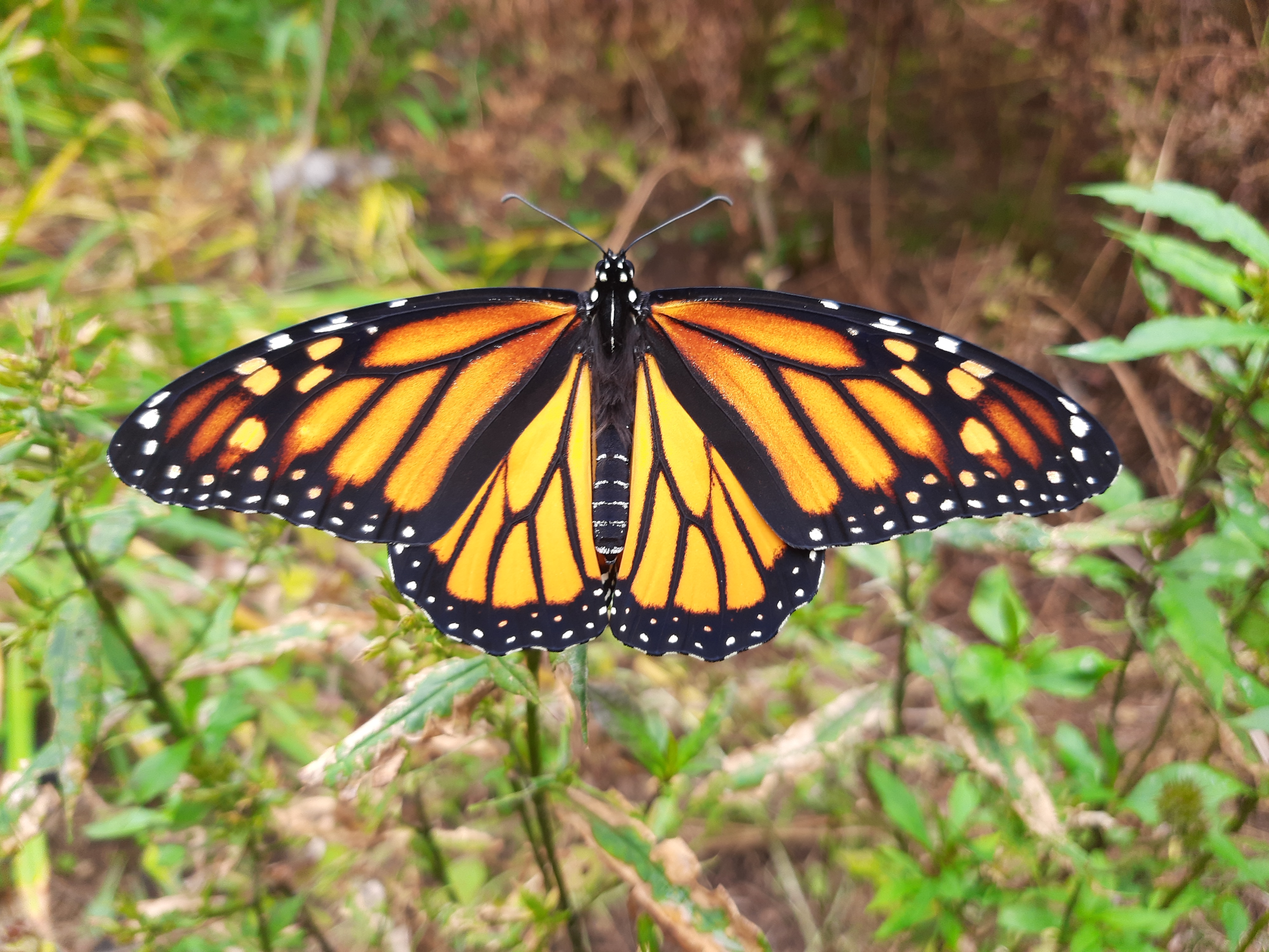 Protecting Our Pollinators