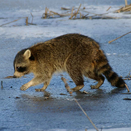 Melting, Mating, and Moving: Adirondack Life in Early Spring