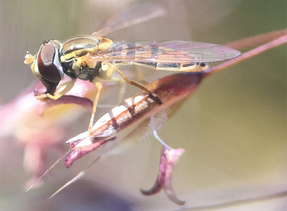 Uploaded Image: /vs-uploads/blogfragilityabovetreeline/Hoverfly.jpg