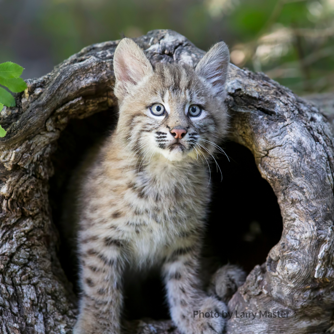 Let Bobcats Manage Themselves