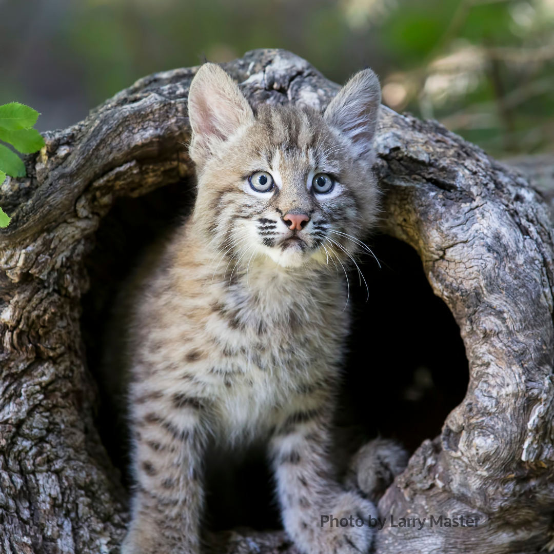 A bobcat kitten, by Larry Master