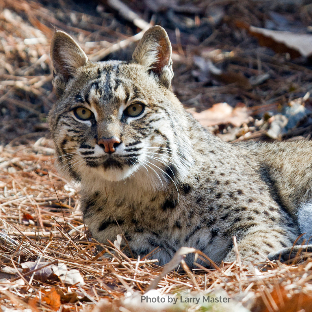 an adult bobcat by Larry Master