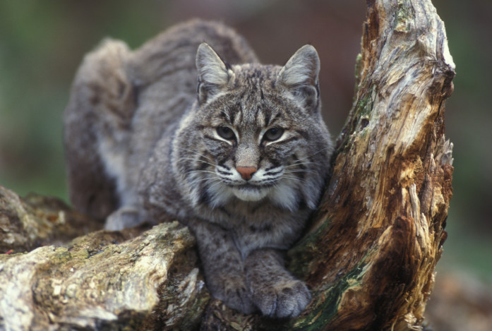 an adult bobcat by USFWS
