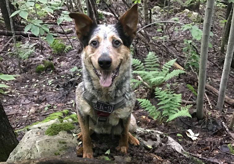 Conservation Canines - Helping to Study Moose